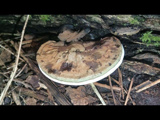 ОТец ищет грибы 27 мая. Трутовик плоский (Ganoderma applanatum) и много других грибов