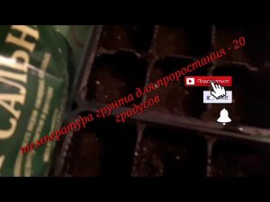 Посев тепличных томатов. 2 марта.