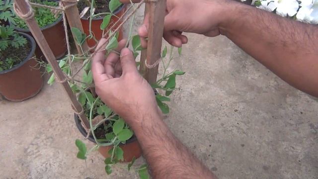 CHEAPEST DIY Trellis for Vines and Climbing Plants