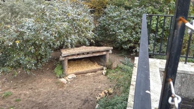 Dominance Display & Vocalizations among pack of Painted Wolves (African wild dogs, lycaon pictus) смотреть онлайн