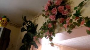 Песня "Белые розы", исполняет Александр Малинкин