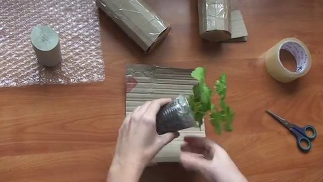 Как упаковать растение для пересылки. Упаковка растений для пересылки и перевозки. смотреть онлайн