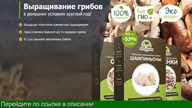 Грибы Для Выращивания В Домашних Условиях Купить
