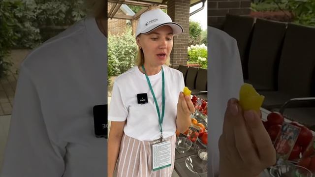 Обилие черри-томатов желтого цвета??дегустация Томат Лунный Фонтан | Усадьба-Семена