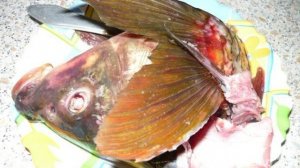 Уха из сазана