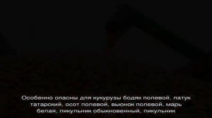 Какова урожайность кукурузы с 1 га: средний показатель, влияние вида сорта или гибрида и других фа.