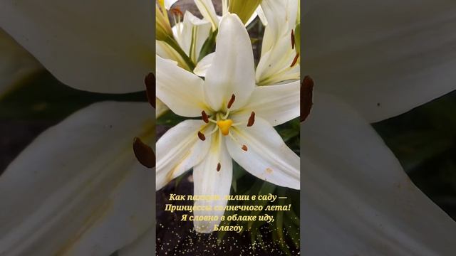Lilies