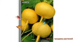 Репа обыкновенный Петровская 1 (petrovskaya 1) ? обзор: как сажать, семена репы Петровская 1