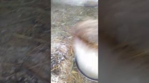 Обработка курятника серной шашкой.