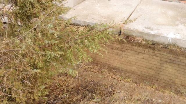 Апрельские каникулы на даче