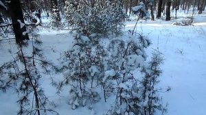 Значение имени Татьяна . Судьба и характер . Тайна имени.Типичная судьба Тани...