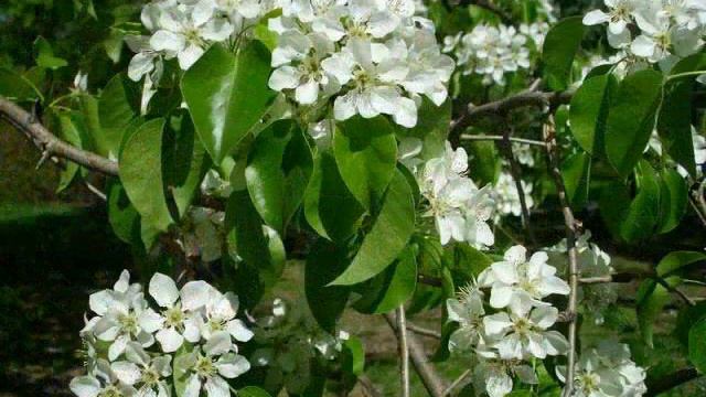 Майская красота смотреть онлайн