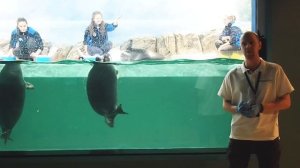 Ластоногие: моржи, ушастые и настоящие тюлени