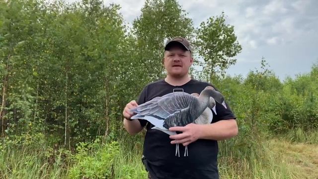 Профиля Белолобого гуся смотреть онлайн