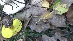 Зеленушка! Грибы рядовки зеленые пошли!