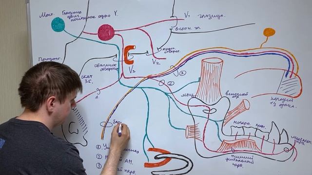 Тройничный нерв - 5 пара черепных нервов / Нижнечелюстной нерв / Неврология смотреть онлайн