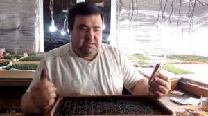 Когда сеять перец на рассаду. Сроки посева.