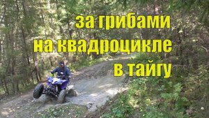 За грибами. На квадроцикле. В тайгу