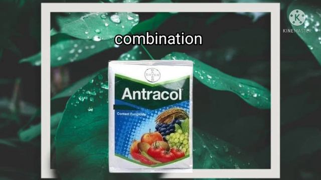 Antracol fungicide| Antracol Bayer fungicide| Antracol in marathi Antracol बुरशीनाशक माहिती смотреть онлайн