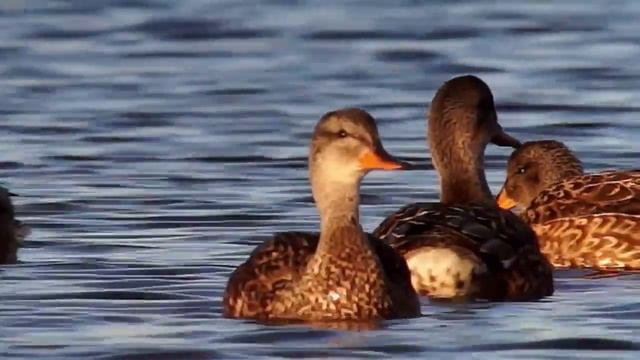 Утка серая. Утки Беларуси. Gadwall. Ducks Belarus. смотреть онлайн