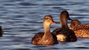 Утка серая. Утки Беларуси. Gadwall. Ducks Belarus.
