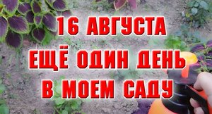 16 августа. Собираю урожай, подкармливаю гортензии, навожу порядок на клумбах.mp4