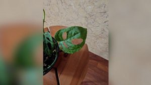 Монстера манки маск