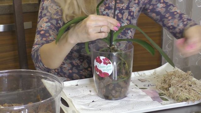 Орхидея Дикий Кот четыре месяца в одной поре ... Ерунда какая-то... Корни не нравятся...Пересаживаю смотреть онлайн