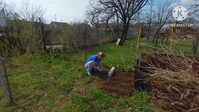 новый способ засолки САЛА/большая работа на огороде/сожгли сухостой/беляшики/отвечаю ПРО РОДИТЕЛЕЙ смотреть онлайн