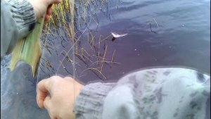 Печора.Рыбалка на р.Кожва. 1 день/Рыбалка Севера.