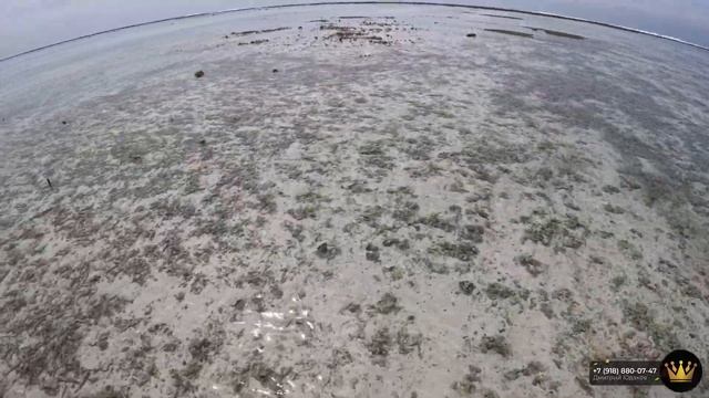 Подводная охота или ловля морских ежей на острове Лохифуши | Мальдивы #9 смотреть онлайн