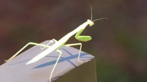 Обыкновенный богомол.(лат. Mantis religiosa) Теннесси