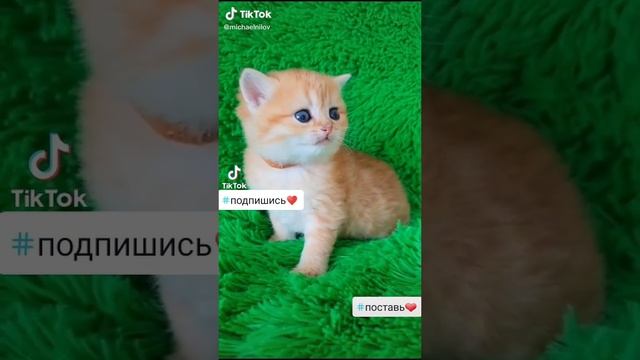 ЧЕТКИЙ КОТЕНОК