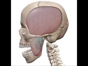 Elevation Masseter Deep