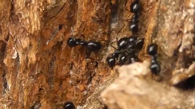БИОСФЕРА: 201. Пахучий Муравей Древоточец (Lasius fuliginosus) смотреть онлайн