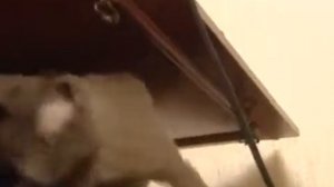 Девон рекс - Все О Породе