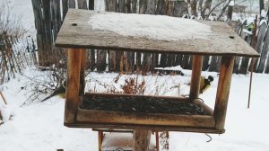птица на кормушке