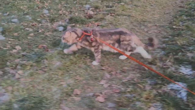 Меха чешет по подмёрзшей траве смотреть онлайн