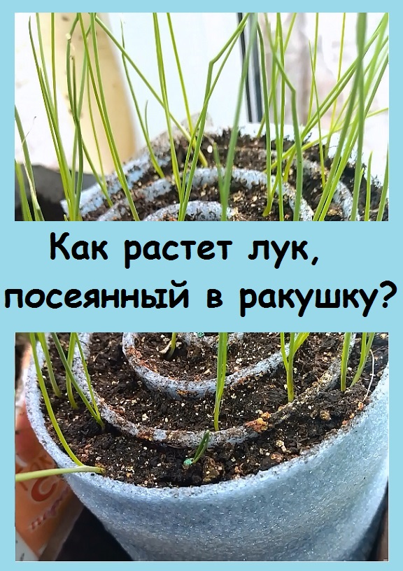 Как растет ЛУК, ПОСАЖЕННЫЙ В РАКУШКУ из демпферной ленты?
#огород #дача #цветы #подпишись