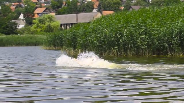 Хозяин решил избавиться от старой собаки. Но в последний момент... смотреть онлайн