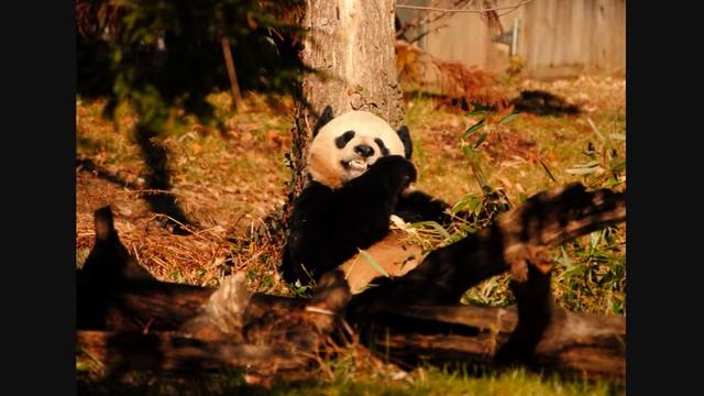 Nikon D3000 Kit Lens Sorin0209 смотреть онлайн