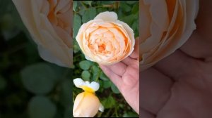 Роза Джуд де Обскур 1-ый год. Саженец от Нью-Джерси