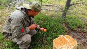 ЗАПРЕЩАЮТ СБОР ГРИБОВ?  СБОР ГРИБОВ В КАРЕЛИИ. ГРИБЫ ВЫ ГДЕ. ГРИБАЛКА НА СЕВЕРЕ. ЗАПРЕТ НА ГРИБЫ