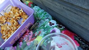 ПОТРЯСАЮЩЕ вкусный ГРИБНОЙ САЛАТ из свежих ЛИСИЧЕК и помидор ?