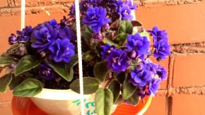 Фиалка-трейлер Sundow Trail