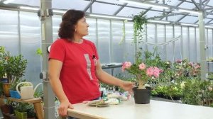 Как Удобрять Адениум...