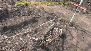 Виноград плачет. Что делать?