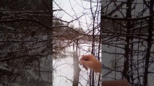 зимняя прививка груши на дичку под кару