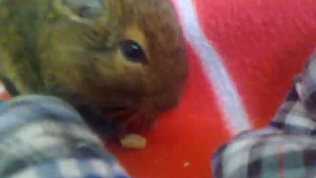 Дегу Доська.mp4 смотреть онлайн