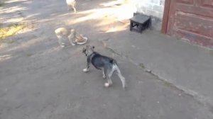 Щенки уже начинают драться за еду, за миску с кашей.